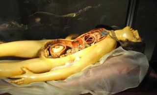 Art for Dummies：溫柔地躺臥於絲絨墊上的女神，維納斯解剖像