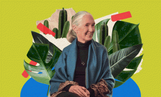 Her Story：踏盡千山萬水也要完成夢想的英國著名動物學家Jane Goodall